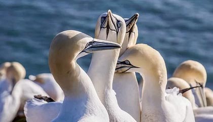 开云体育-广东男篮官方：俱乐部有密接人员 延迟出队参赛