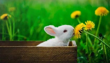 开云体育-广东男篮官方：俱乐部有密接人员 延迟出队参赛